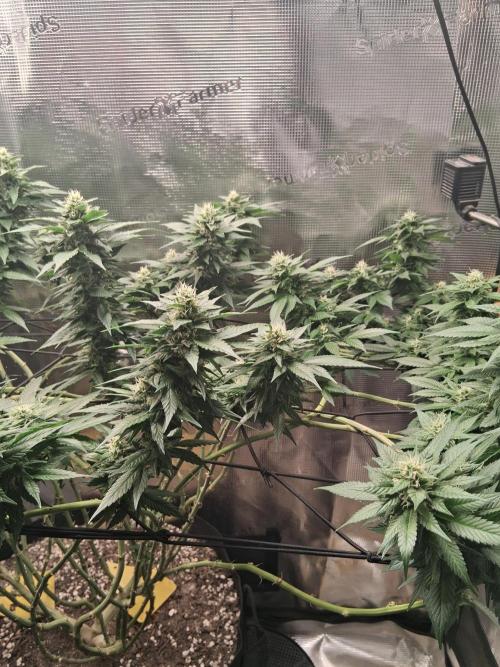 Red Runtz "hella topped". Week 18