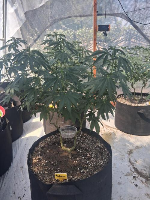 Ayahuasca Purple greenhouse CO run. Week 16