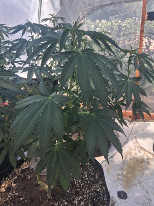 Ayahuasca Purple greenhouse CO run. Week 16