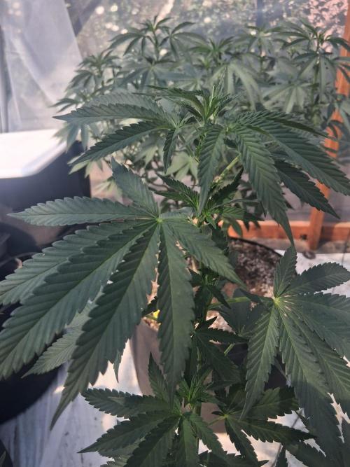 Ayahuasca Purple greenhouse CO run. Week 16