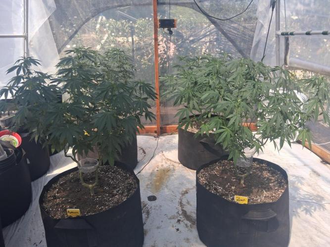 Ayahuasca Purple greenhouse CO run. Week 16
