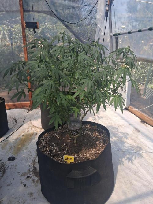 ZOAP greenhouse CO run. Week 16