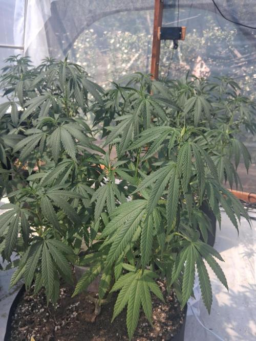 ZOAP greenhouse CO run. Week 16