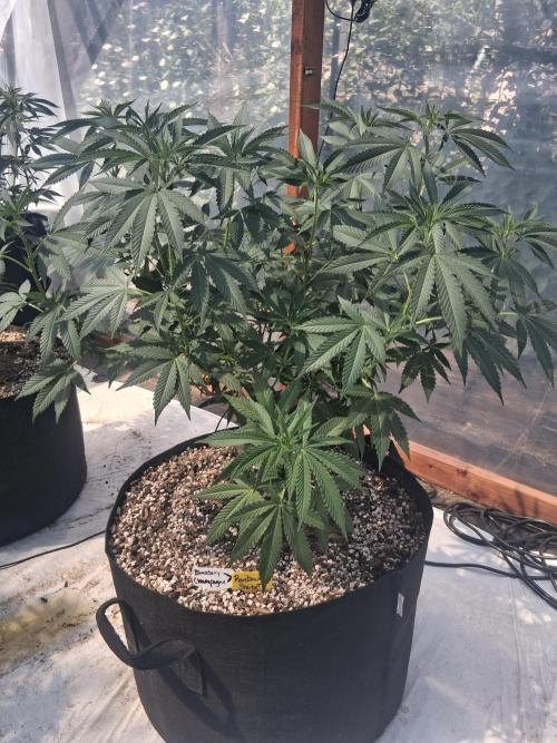 Rainbow Sherbet greenhouse CO run. Week 16