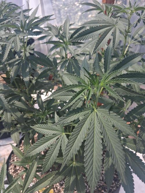 Rainbow Sherbet greenhouse CO run. Week 16