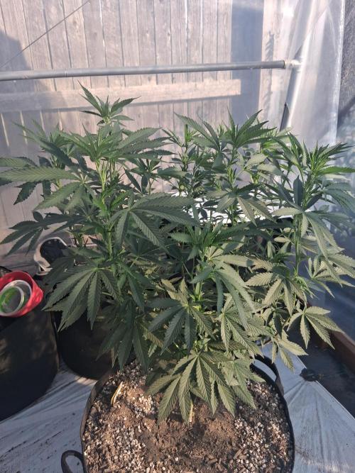 Giant Glookies greenhouse CO run. Week 16
