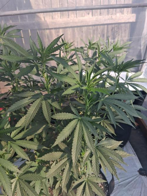 Giant Glookies greenhouse CO run. Week 16
