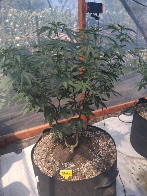 Giant Glookies greenhouse CO run. Week 16