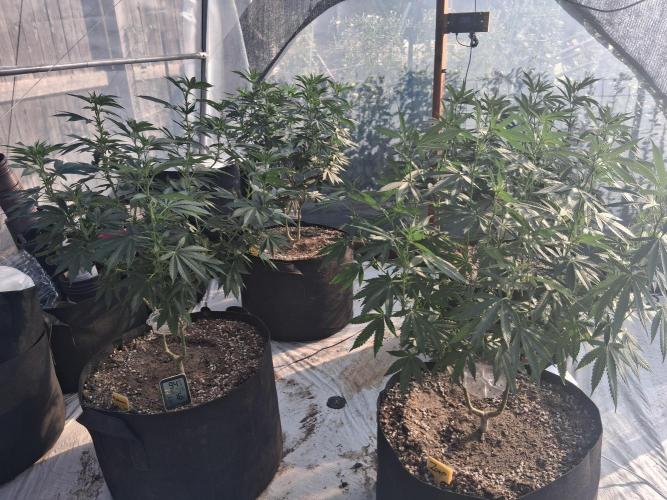 Giant Glookies greenhouse CO run. Week 16