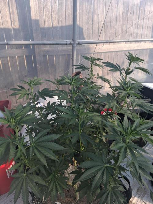 Ayahuasca Purple greenhouse CO run. Week 16
