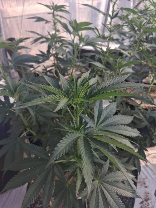 Ayahuasca Purple. Week 16