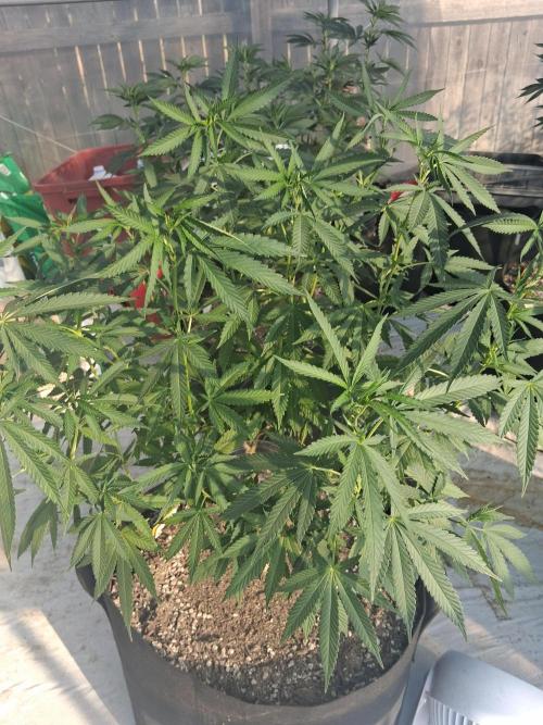ZOAP greenhouse CO run. Week 16