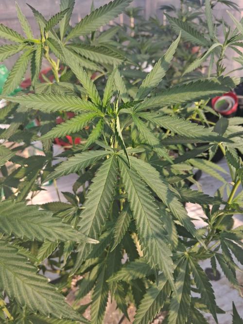 Zoap. Week 16