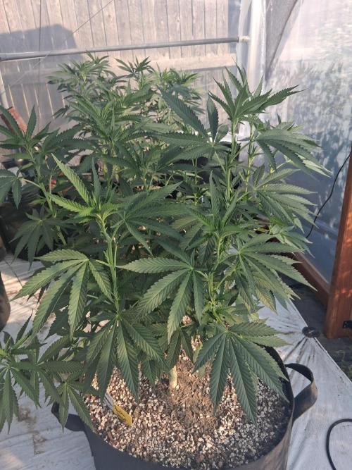 Rainbow Sherbet greenhouse CO run. Week 16