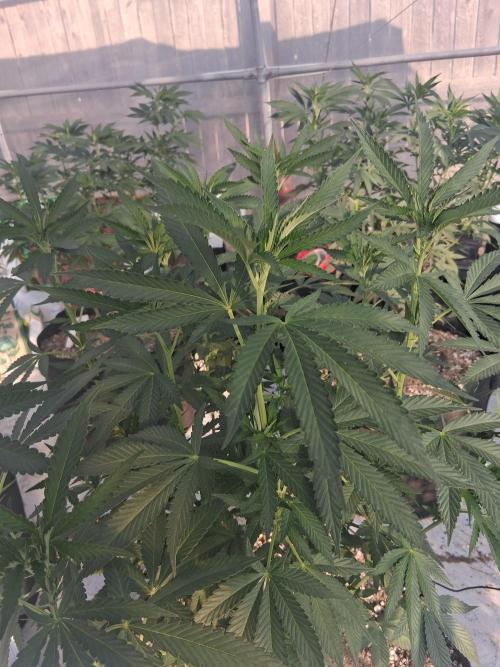 Rainbow Sherbet greenhouse CO run. Week 16