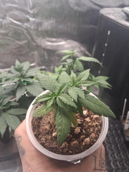 🎂 LA Kush Cake 🎂. Week 4