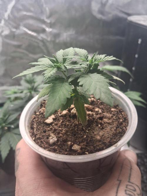 🎂 LA Kush Cake 🎂. Week 4