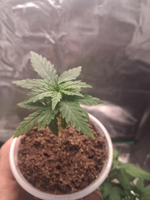 Super Boof ⛽️. Week 4