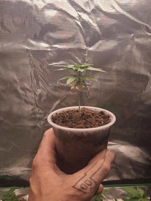 Super Boof. Week 4