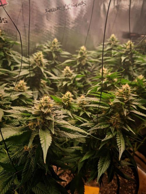 Red Runtz "hella topped". Week 20