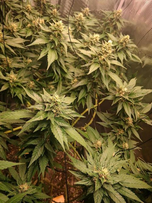 Red Runtz "hella topped". Week 20