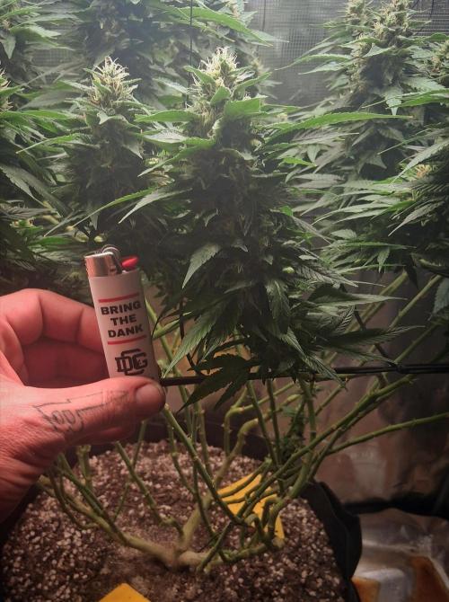 Red Runtz "hella topped". Week 20