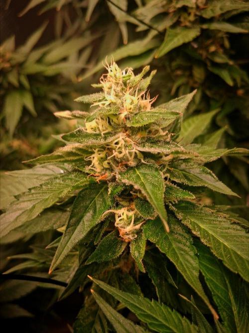 Red Runtz "hella topped". Week 20
