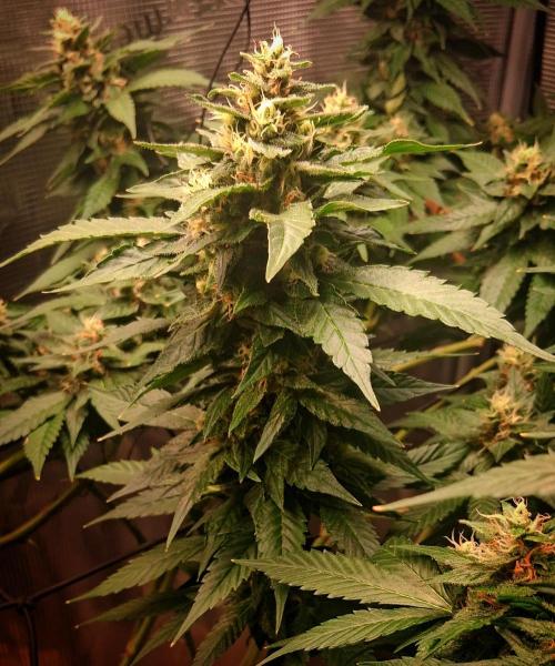 Red Runtz "hella topped". Week 20