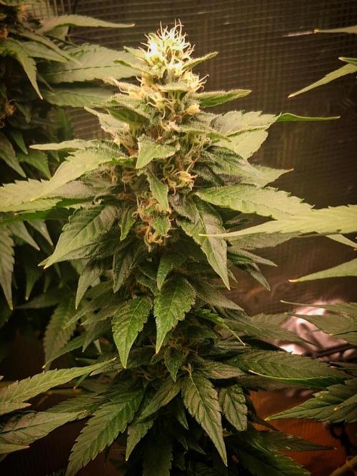 Red Runtz "hella topped". Week 20