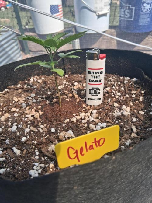 Gelato Al Fresco. Week 2