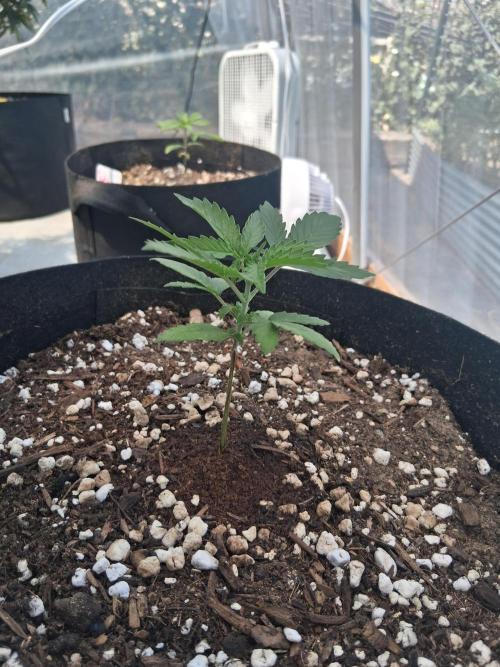 Gelato Al Fresco. Week 2