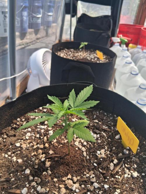 Gelato Al Fresco. Week 2