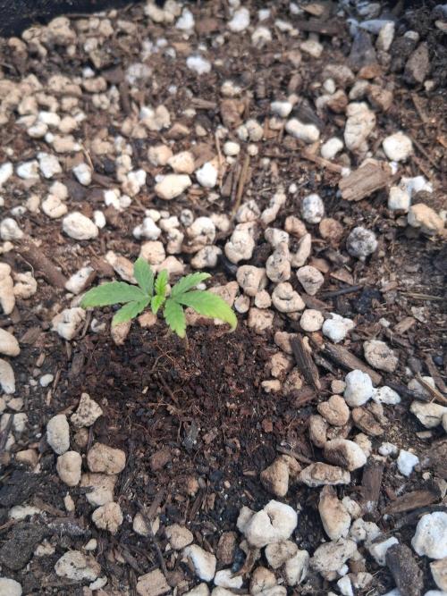 Godzilla Gorilla outdoor. Week 2