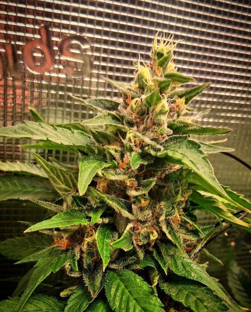 Red Runtz "hella topped". Week 22