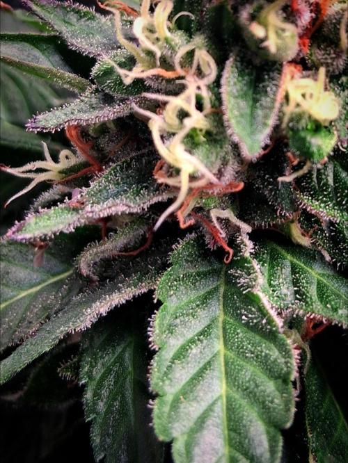 Red Runtz "hella topped". Week 22