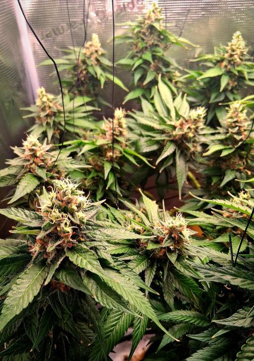 Red Runtz "hella topped". Week 22