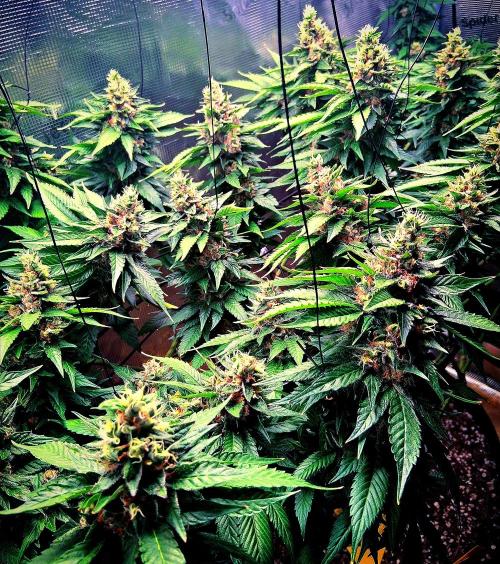 Red Runtz "hella topped". Week 22