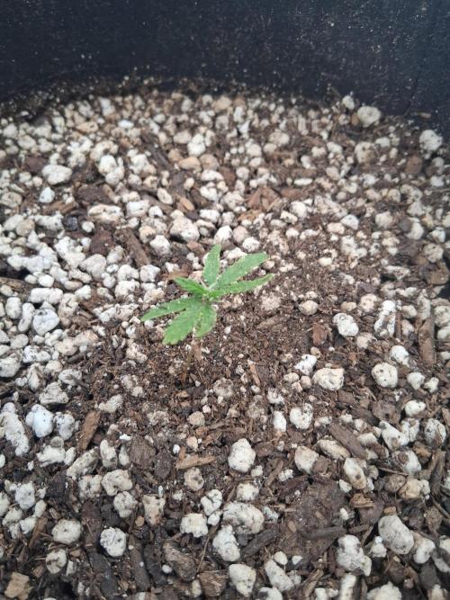 Godzilla Gorilla outdoor. Week 4