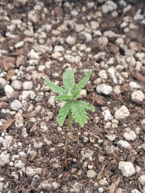 Godzilla Gorilla outdoor. Week 4