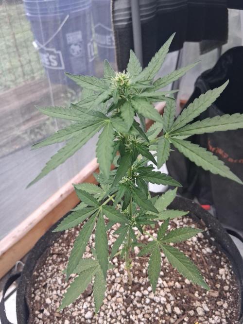 Gelato Al Fresco. Week 5