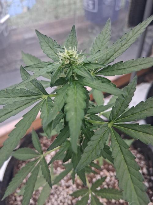 Gelato Al Fresco. Week 5