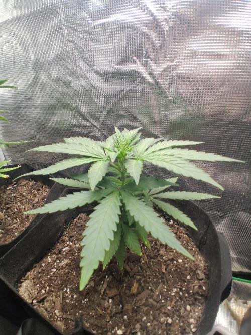 Super Boof ⛽️. Week 6