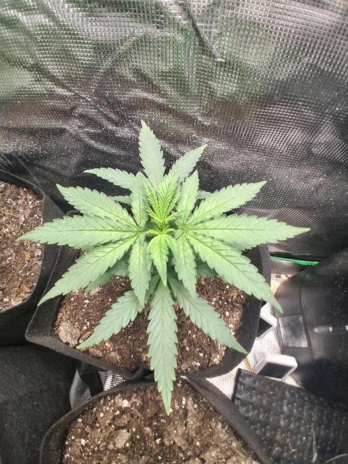 Super Boof ⛽️. Week 6