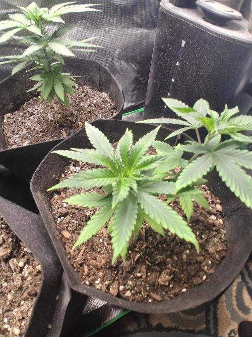 🎂 LA Kush Cake 🎂. Week 6