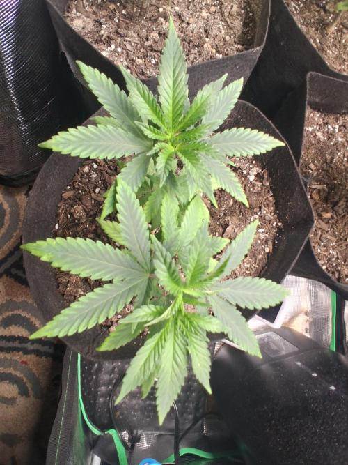 🎂 LA Kush Cake 🎂. Week 6