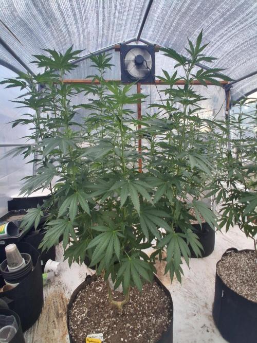 Ayahuasca Purple greenhouse CO run. Week 19