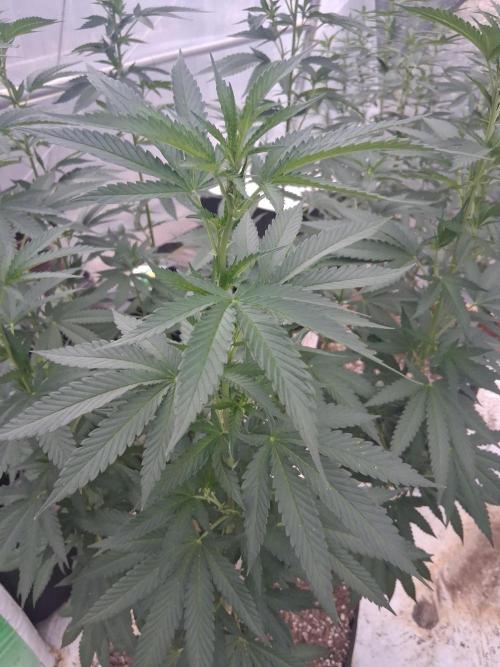 Ayahuasca Purple greenhouse CO run. Week 19