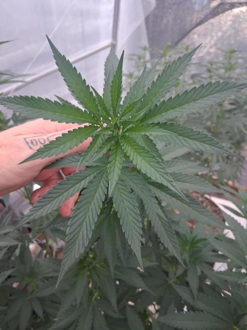 Ayahuasca Purple greenhouse CO run. Week 19
