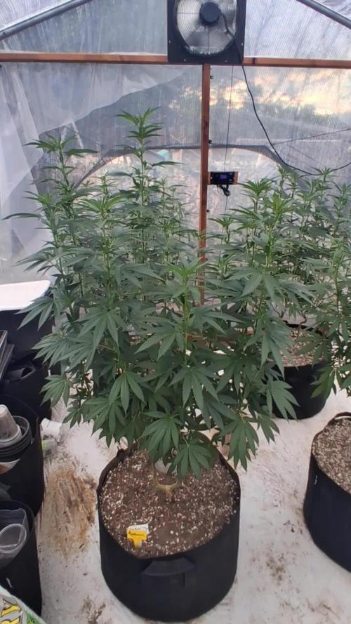 Ayahuasca Purple greenhouse CO run