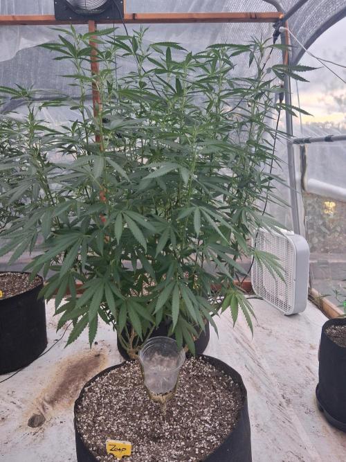 ZOAP greenhouse CO run. Week 18